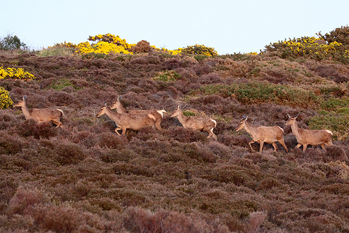 Dunwich Heath